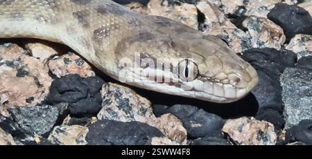 Python pour enfants (Antaresia childreni), Reptilia, territoire du Nord, au Banque D'Images