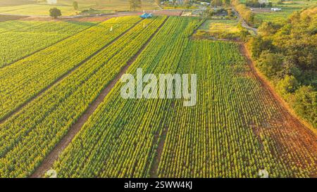 Vue aérienne de dessus d'un vaste champ de tournesols. Paysage un champ de tournesols jaunes dans un beau lever de soleil Un champ de tournesols jaunes aussi loin que l'œil CA Banque D'Images
