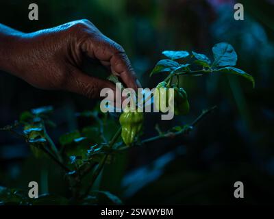 main fermier mâle unique vérifiant la qualité du piment habanero non mûr avec un fond bleu apaisant Banque D'Images