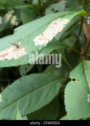 Pure Green Sweat Bee (Augochlora pura), Insecta, Kennedy PL, London, ON, ENV Banque D'Images