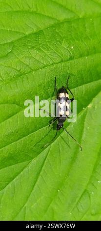 Coléoptère à trois bandes (Judolia sexmaculata), insecte, Свердловская обл., Россия, 624931 Banque D'Images