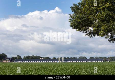 Poulet ou poussins dans une grange pour la production de viande et les œufs. Agriculture moderne Banque D'Images