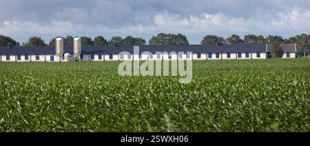 Poulet ou poussins dans une grange pour la production de viande et les œufs. Agriculture moderne Banque D'Images
