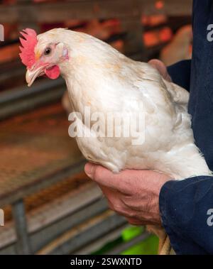 Poulet ou poussins dans une grange pour la production de viande et les œufs. Agriculture moderne Banque D'Images
