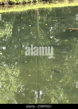 Carpe de graminée (Ctenopharyngodon idella), Actinopterygii, Schloss Laxenburg, Laxenburg, basse-Autriche, AT, ?? Banque D'Images