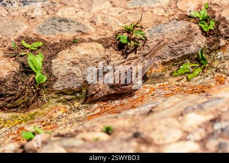 Thirsty House Sparrow boire dans un ruisseau ensoleillé dans un cadre pavé historique au milieu de la verdure - Un oiseau camouflé dans l'environnement bâti Banque D'Images