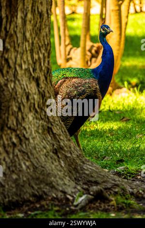 Majestueux paon partiellement caché derrière un arbre dans une forêt verte luxuriante avec de l'herbe ensoleillée et une toile de fond boisée naturelle Banque D'Images