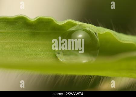 Gouttelettes d'eau sur un brin d'herbe. Banque D'Images