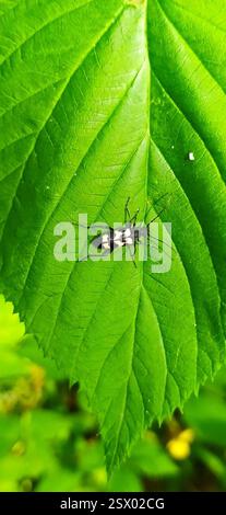 Coléoptère à trois bandes (Judolia sexmaculata), insecte, Свердловская обл., Россия, 624931 Banque D'Images