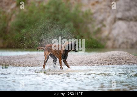 Un Malinois belge se détache de l'eau après une baignade, créant un jet de gouttelettes dans un cadre pittoresque au bord de la rivière. Banque D'Images