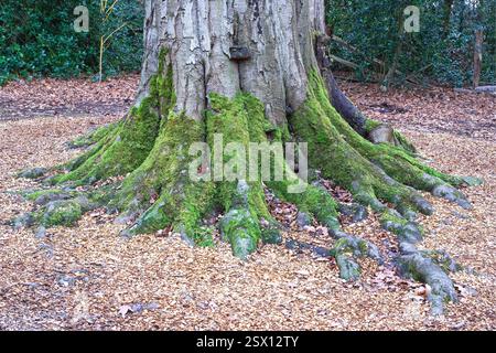 Racines d'arbre moussues et feuilles tombées dans un bois Banque D'Images