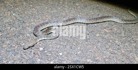 Python pour enfants (Antaresia childreni), Reptilia, territoire du Nord, au Banque D'Images