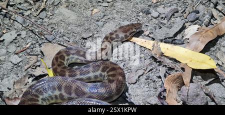 Python pour enfants (Antaresia childreni), Reptilia, territoire du Nord, au Banque D'Images