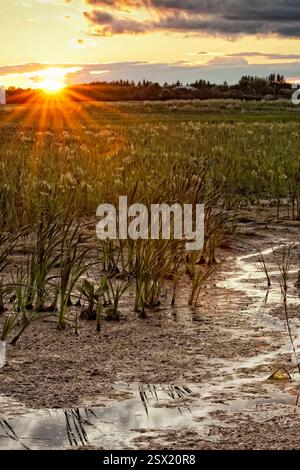 Champ de hautes herbes avec un soleil qui brille à travers les arbres. Le soleil se couche et le ciel est nuageux Banque D'Images