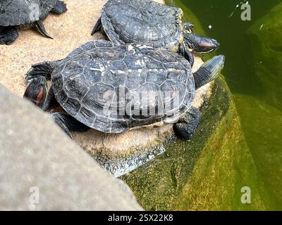Tortue commune (Mauremys sinensis), Reptilia, Hong Kong Park, Central, Hong Kong Island, HK Banque D'Images