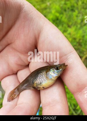 Moustique de l'Ouest (Gambusia affinis), Actinopterygii, Jackson Township, IN, États-Unis Banque D'Images