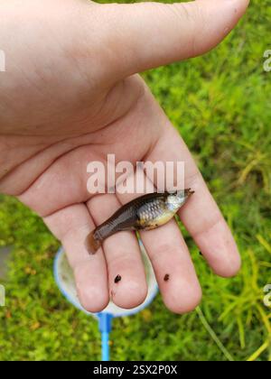 Moustique de l'Ouest (Gambusia affinis), Actinopterygii, Jackson Township, IN, États-Unis Banque D'Images