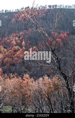 Arbres brûlés et nouvelle croissance émergeant après un incendie de forêt dans le paysage forestier Banque D'Images