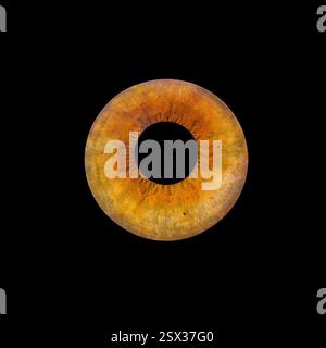 Gros plan détaillé d'un iris humain, en forme de cercle avec de riches teintes brun doré. Banque D'Images
