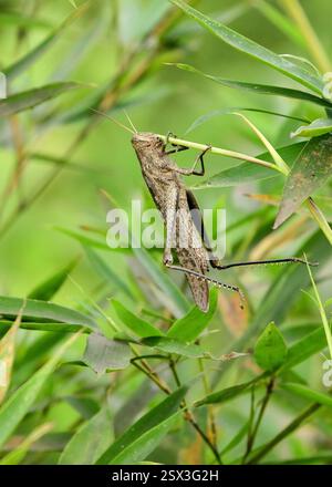 Locust manger Banque D'Images