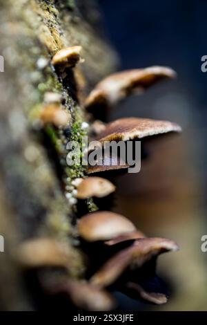 Gros plan macro de champignons bruns sauvages poussant sur un tronc d'arbre couvert de mousse dans une forêt. Les champignons sont éclairés par la lumière naturelle, Banque D'Images