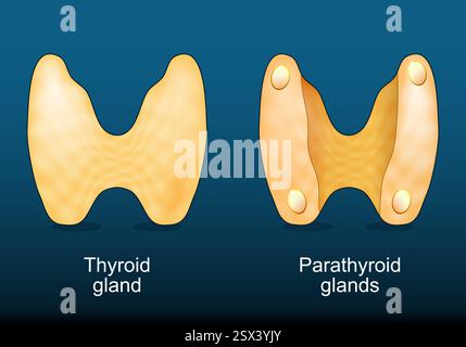 Thyroïde et parathyroïdes. Le système endocrinien humain. La régulation hormonale. Homéostasie calcique. Illustration vectorielle Illustration de Vecteur
