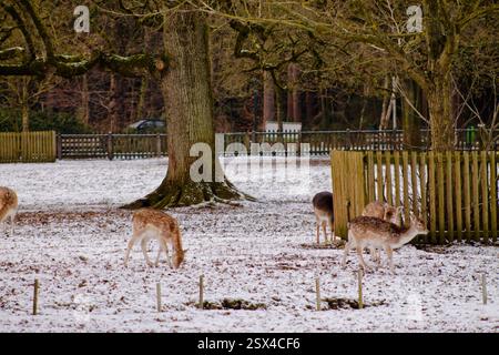 Une scène hivernale sereine avec plusieurs cerfs qui paissent dans un paysage enneigé. Le fond comprend des arbres et une clôture en bois, créant un atmos tranquille Banque D'Images