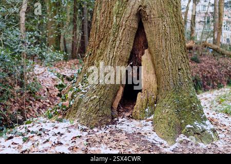 Un grand arbre avec un tronc creux, entouré d'un plancher forestier couvert de feuilles mortes et d'un léger dépoussiérage de neige. L'écorce de l'arbre est texturée et M. Banque D'Images