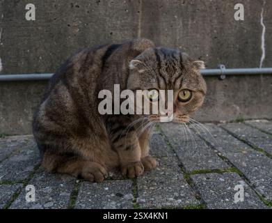 Un chat tabby mignon et mouton sur le chemin de la Tamise à Londres, au Royaume-Uni. Banque D'Images