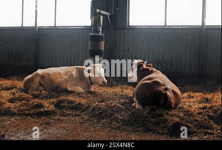 Les vaches mâchent du foin dans la grange. Les vaches sont blanches et brunes. Il fait froid, il cuit à la vapeur. Deux vaches gisent dans le foin, reposent. Banque D'Images