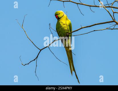 Une perruche (Psittacula krameri) entourée de roses perchée sur une branche. Punjab, Inde. Banque D'Images