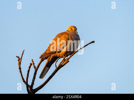 Une colombe eurasienne à col (Streptopelia decaocto) baignant dans la lumière du soleil du matin. Rajasthan, Inde. Banque D'Images