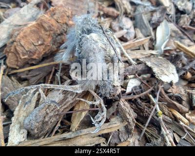 Oiseaux perchés (Passeriformes), Aves, California State University, Stanislaus, CA, ÉTATS-UNIS, restes d'un petit oiseau sous un site connu pour abriter un Cooper's Hawk (*Accipiter cooperii*). Banque D'Images