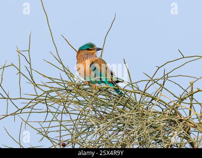 Un rouleau indien (Coracias benghalensis) perché sur un buisson. Rajasthan, Inde. Banque D'Images