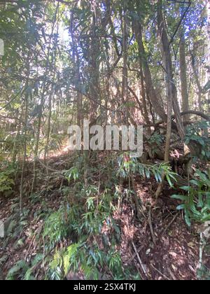 PIN prune (Podocarpus elatus), Plantae, Beaudésert - Pt C, au-QL, au Banque D'Images