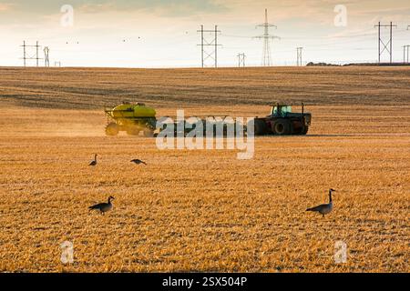 Le tracteur jaune traverse un champ avec quelques oies en arrière-plan. Le tracteur tire une machine jaune derrière lui Banque D'Images