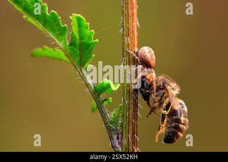 Une abeille qui a été chassée par une araignée quand elle allait manger Banque D'Images