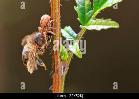 Une abeille qui a été chassée par une araignée quand elle allait manger Banque D'Images