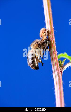 Une abeille qui a été chassée par une araignée quand elle allait manger Banque D'Images
