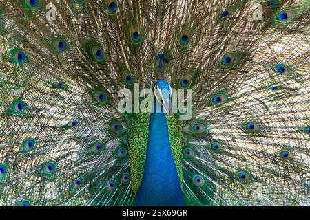 Le perruque mâle est appelé paon, et le perruque femelle est appelé peahens. Les deux espèces asiatiques sont d'origine bleue ou indienne de la perle Banque D'Images