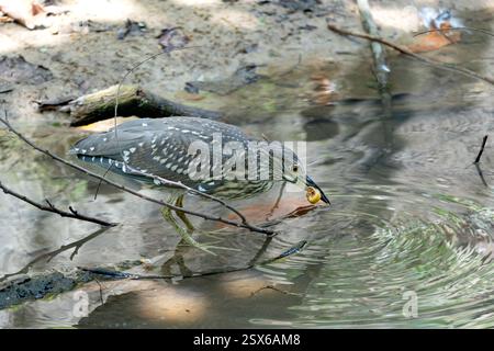 Heron de nuit juvénile couronné noir (Nycticorax nycticorax). Les juvéniles ont un plumage brun avec des taches blanches, une tête et un cou striés, et un-yé verdâtre Banque D'Images