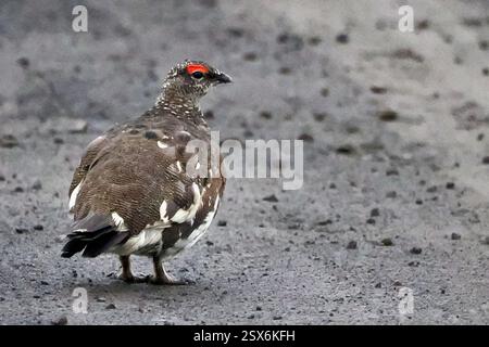 Rocher islandais Ptarmigan (Lagopus muta islandorum), Aves, Þingeyjarsveit, Islande Banque D'Images