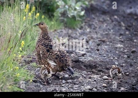 Rocher islandais Ptarmigan (Lagopus muta islandorum), Aves, Þingeyjarsveit, Islande Banque D'Images