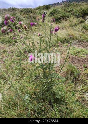 Chardon musqué (Carduus nutans), Plantae, QXP8+3R point de vue, 63870 Orcines, France Banque D'Images