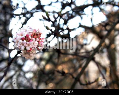 Gros plan d’un amas de racine de Culver ou de Viburnum parfumé (Viburnum farreri Stearn) fleurissant parmi les brindilles à Bonn, en Allemagne, en février Banque D'Images