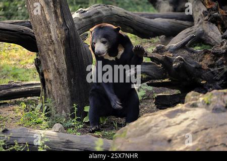 Ours malaisien (Helarctos malayanus), adulte, debout, alerte, Asie du Sud-est Banque D'Images