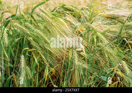 Un gros plan détaillé de plants d'orge verte avec de longues aubes se balançant dans un champ, capturant les premières étapes de la croissance du grain en été. Banque D'Images