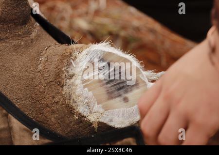 Opération d'écorçage des rhinocéros dans une ferme privée de la province du Limpopo en Afrique du Sud comme mesure anti-braconnage pour protéger ces animaux menacés. Banque D'Images