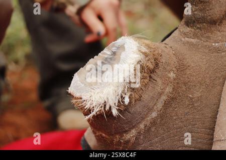 Opération d'écorçage des rhinocéros dans une ferme privée de la province du Limpopo en Afrique du Sud comme mesure anti-braconnage pour protéger ces animaux menacés. Banque D'Images