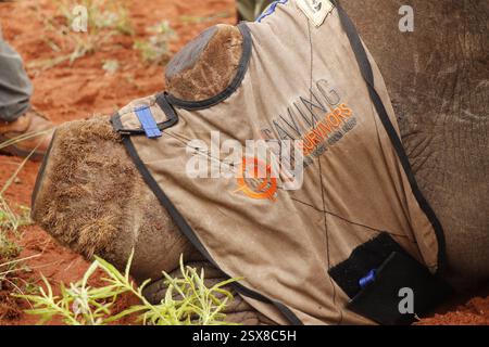 Opération d'écorçage des rhinocéros dans une ferme privée de la province du Limpopo en Afrique du Sud comme mesure anti-braconnage pour protéger ces animaux menacés. Banque D'Images